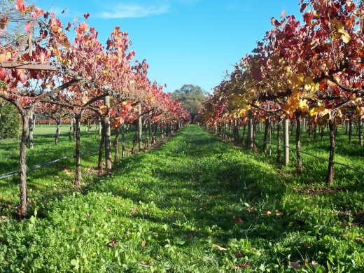 Castello di Amorosa - The vineyard in the Fall 
