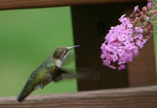Hummingbird on our upper deck