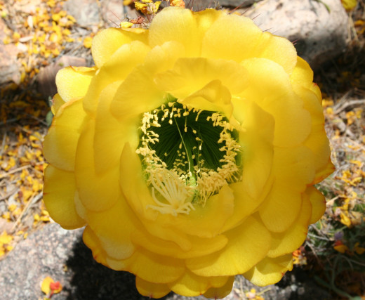 Yellow blossom in Arizona