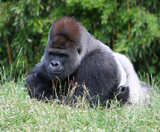 Gorilla in Pittsburgh zoo