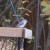 A little Tufted Titmouse should soon realize that I added shelled peanuts to the tray feeder this morning.  That's one of their favorite treats!