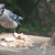 Blue Jay grabbing a piece of bread.  There's also a Hairy Woodpecker at the feeder loading up on black oil sunflowers seeds.
