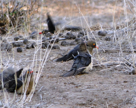 Oxpeckers taking a sand bath