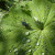 Greenbottle fly and raindrops Greenbottle fly and raindrops