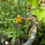 Lime green hoverfly - Chrysotoxum festivum Lime green hoverfly - Chrysotoxum festivum