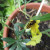 Wasplike hoverfly - Eupeodes corollae Wasplike hoverfly - Eupeodes corollae