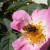Humbug striped hoverfly - Helophilus pendulus Humbug striped hoverfly - Helophilus pendulus
