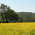 Summer buttercup meadow Summer buttercup meadow