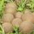 Autumn earthball fungus Autumn earthball fungus