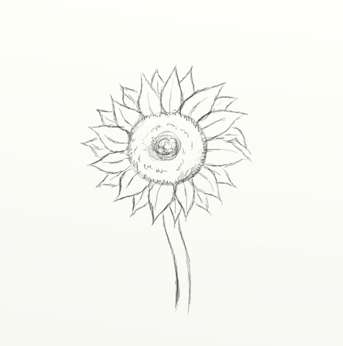 Best Sketch How To Draw A Sunflower for Beginner