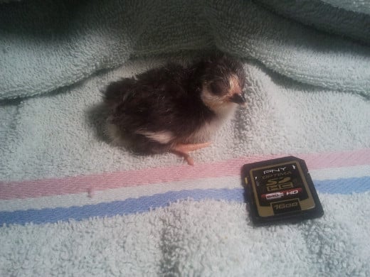 Mighty sitting next to memory card on the day of his hatching. 
