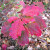 Swamp White Oak sports lovely pink leaves in autumn.