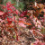 Northern Red Oak leaves.