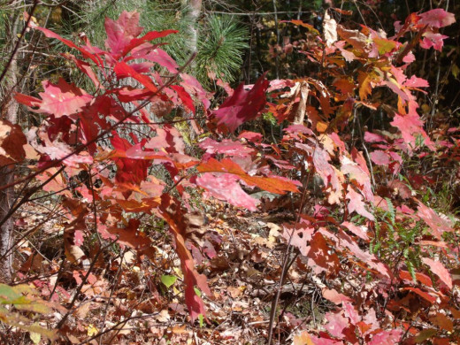 Northern Red Oak leaves.