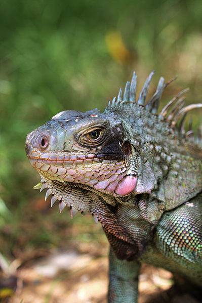 Another Green Iguana