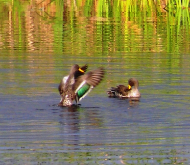 Yellow-billed Duck