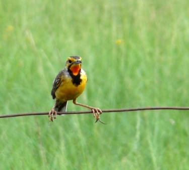 Cape Longclaw