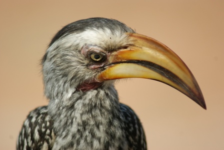 Yellow-billed Hornbill