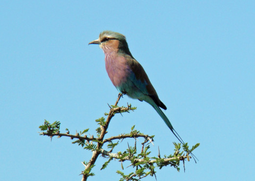 Lilac-breasted Roller