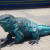 A scupture of Iguana Lizard in the middle of Cayman Island Shopping District.  Image Is Peoperty of ComfortB. Use image by permission only.
