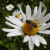 Chunky hoverfly - Helophilus pendulus Chunky hoverfly - Helophilus pendulus