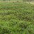 Bilberry bushes Bilberry bushes