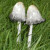Shaggy inkcaps Shaggy inkcaps