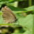 Ringlet butterfly at Salthill Ringlet butterfly at Salthill