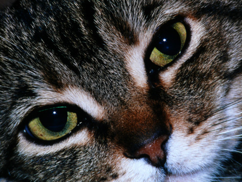 Cute Cat Face