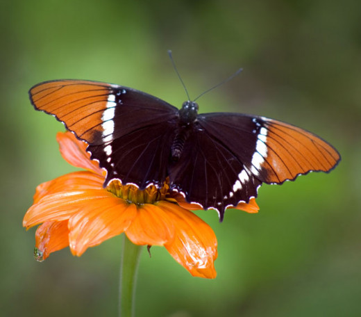 Siproeta Butterfly Perched on a Flower