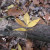 Shagbark Hickory Leaf is light golden yellow.