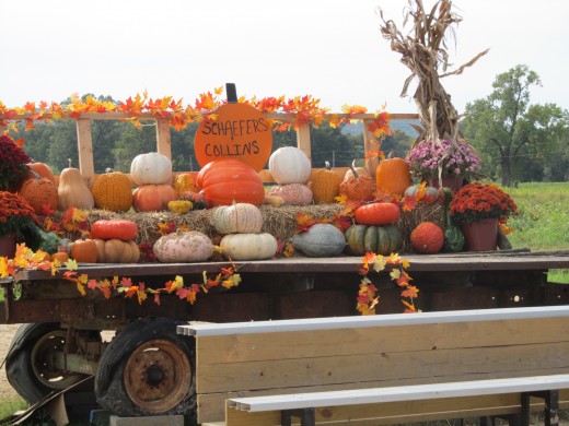 Pumpin Patch,  Farm, Mayflower, AR