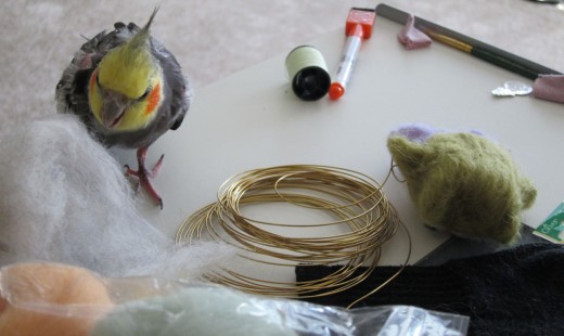 My cockatiel playing with wool roving. Not exactly sprouts...He should really get sprouts!
