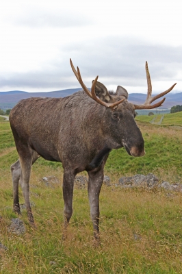 An antlered elk grazing in the pasture.