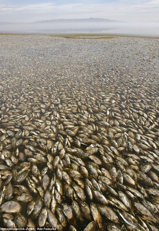 Massive fish kills from methane gas, lack of oxygen and warming temperatures.