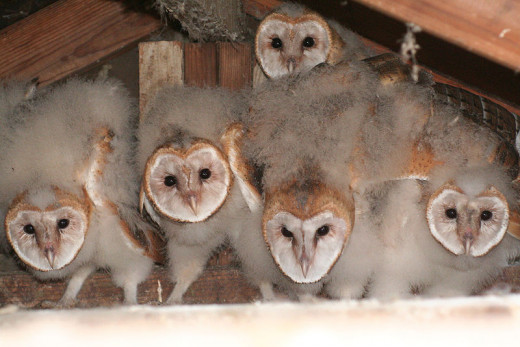 barn owlets