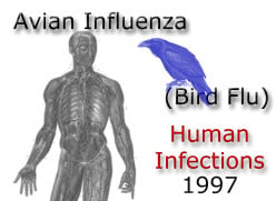How to Identify Bird Flu (Avian Influenza) Symptoms
