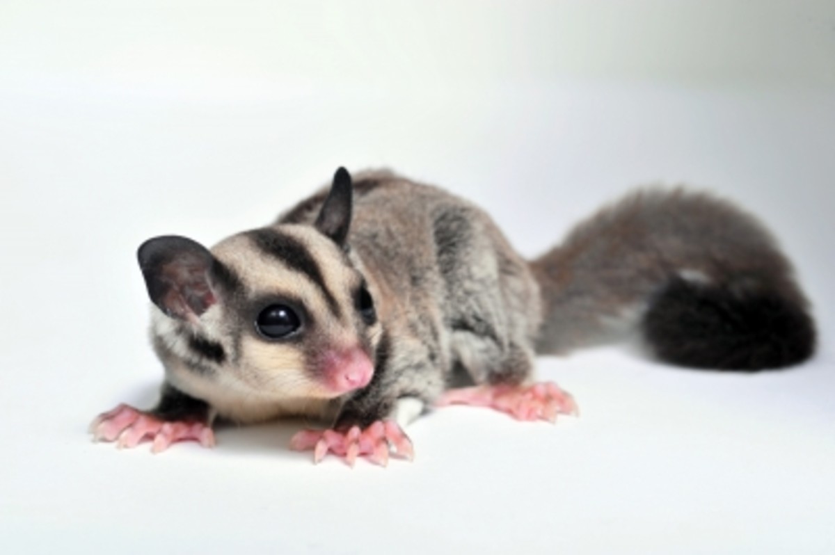 Unusual Pets that You Can Keep in Your Apartment | HubPages