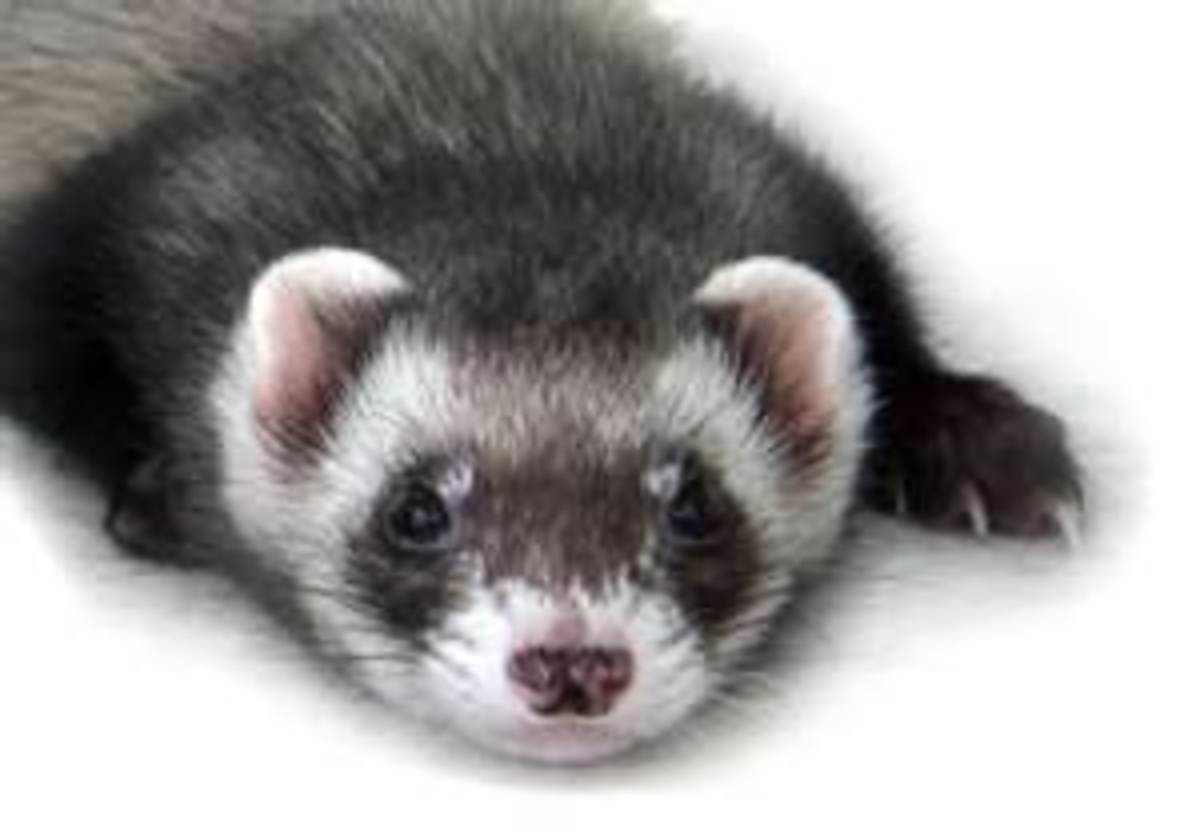 35 HQ Pictures Are Ferrets Good Apartment Pets : Do Ferrets Make Good Pets? | Critters Aplenty