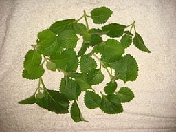 Oregano leaves