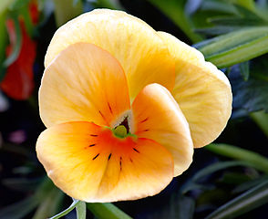 The pansy, a symbol of free thought.