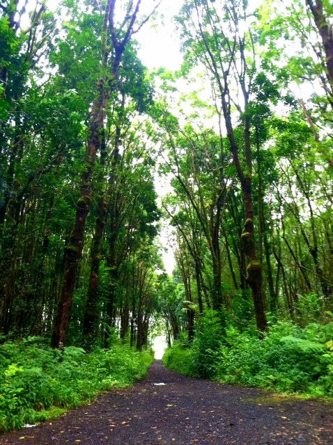 Here's the road to my shooting grounds; safe, clear, and totally serene! (^-^)