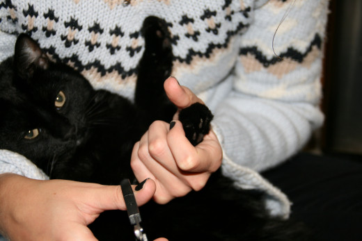 Hold the cat firmly, and comfortably in your lap to begin the nail clipping.