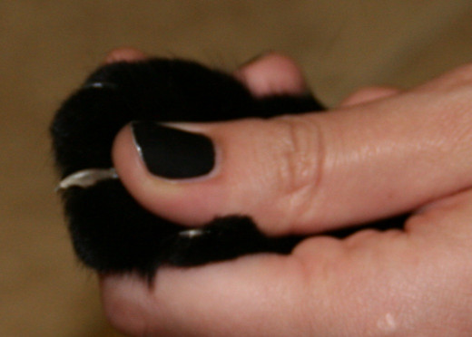 Squeeze gently on the paw to expose the claws.