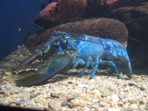 Lobsters are showing up in many colors.
