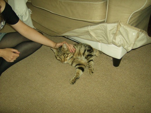 Cat hiding under the sofa. Found you!