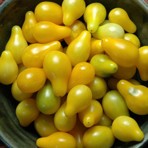 Yellow pear is a beautiful and delicious open pollinated tomato