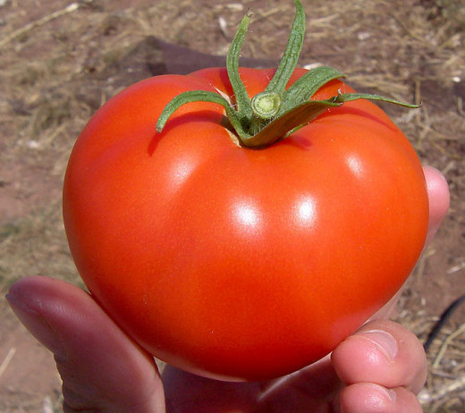 Better Boy is one of the most popular and productive hybrid tomatoes of all time.