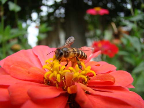 Close up shot of a busy bee stealing honey from a sleeping flower... (taken at a couple of feet away with a Sony DSC-H50)