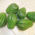 Prickly Chayote squash Prickly Chayote squash